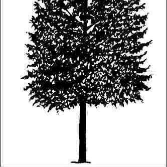 thumbnail for publication: Acer platanoides 'Olmsted': 'Olmsted' Norway Maple